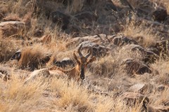 Red hartebeeste taking it easy. Both sexes have horns