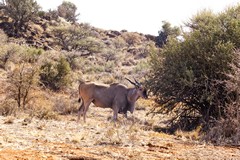 The eland can survive without drinking water, by obtaining all they need from plants