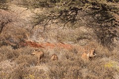 Warthogs will eat grasses, roots, fruits and even carrion. They can run at speeds up to 30mph