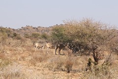 Zebras are thought to use their stripey pattern as an insect deterrence