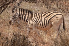 These are probably Burchell's zebras although attempts have been made to make them look more like the quagga