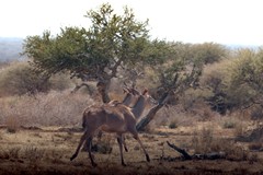 A pair of Southern greater kudu