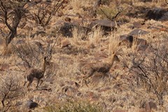 Grey rhebok like dry deeply drained grasslands where frosts limit tree growth. It avoids tall grass so it has a clear view