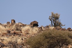 Grey rhebok disappearing over the ridge line