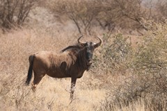 Blue wildebeeste prefer short grassland within 20km of permanent water