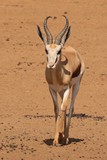 Springbok