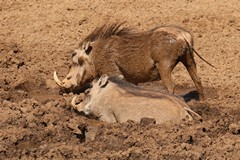 The mudbath keeps their skin healthy and helps to remove parasites