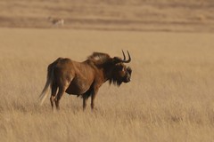 They have pretty lethal horns so males have evolved appeasement gestures to try to settle disputes over territory