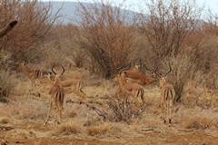 Madikwe is perfect impala territory