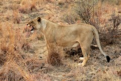 The lioness was annoyed at something which gave us a good view of her large canines