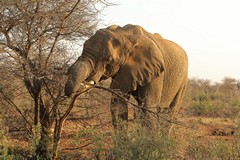 The elephant is stripping the bark from the branches to eat it