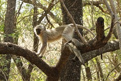 There were a lot of vervet monkeys in the trees around our camp, always looking for an opportunity to steal food