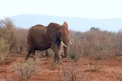 Because they cannot migrate, the elephants are causing a lot of tree damage