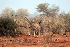 A couple of greater kudu cows paused to watch us watching them