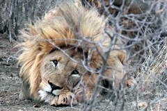 As darkness approached this lion and his companion were waking up for the serious business of finding food