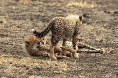 Cheetahs generally run their prey down and then trip it up to bring it to the ground