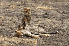 The cheetah had its work cut out with five cubs to feed