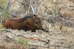 Warthogs are usually grey but they take on the colour of the soil in the area by mud wallowing