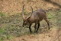 Huge horns on this common waterbuck bull