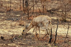 Steenbok ewes do not have horns. When threatened they will all freeze, but then flee when possible