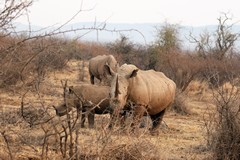 A crash of rhinos. These are white, or square lipped rhinos