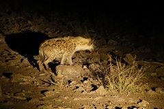 Spotted hyaena caught in the torch beam