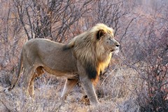 A big male lion can weigh 260kg. Despite being the King they are only present in a fraction of their former range
