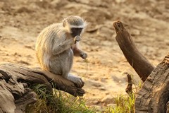 4513 Vervets love lightly wooded areas and also miombo forests. They prefer acacia dominated riverine strips most of all