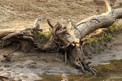 Vervets eat the fruits flowers leaves and gum of acacia and albizia, and also figs and other fruits such as marula