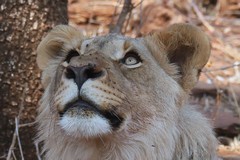 Some monkeys caught her eye but there was no chance of catching one