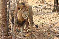 4570 Lovely mane on this boy