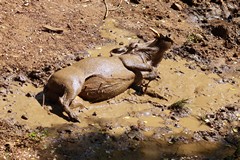 A warthog enjoying its favourite pastime