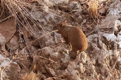 Hyraxes are arid adapted diurnal grazers on grasses and herbs. They can weather extended droughts