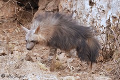 Brown hyaenas live in family groups and share a home range. They can leave up to 140,000 scent marks annually