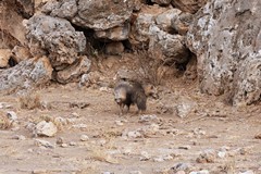 Brown hyaenas feed mainly on carrion but will take small mammals invertibrates and fruit. Also baby seals on the coast
