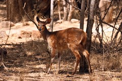 A bushbuck ewe. The markings and colouration can vary quite a bir from region to region