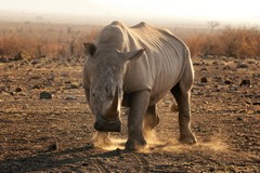 Although white rhinos like this one are more placid than their black cousins, you never know when they might turn