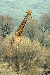 A southern giraffe