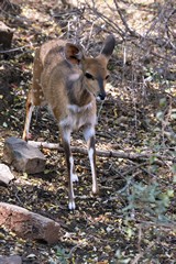 A baby bushbuck calf. Can also be referred to as a lamb as the mother is a ewe