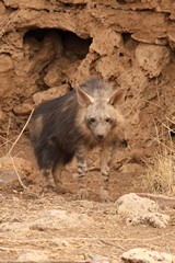 A brown hyaena shortly after emerging from its cave for the evening's forage