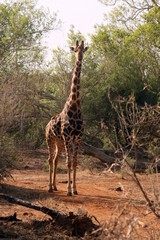 Southern giraffe in the riverine forest