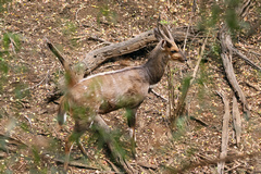 Bushbuck tend to like hanging around in or near camps. They probably realise it's a safe place to stay