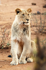 A young male. He could struggle to find a safe territory