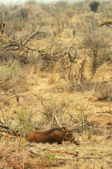 The warthog has some formidable looking tusks and they are razor sharp
