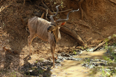 A full grown mature greater kudu can have up to two and a half turns on his 1.8m horns