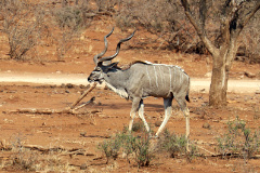 A young greater kudu and his mate