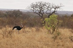 Ostriches are commonly seen in the more open areas of Sabi Sands