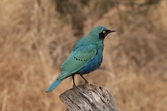 The greater blue-eared starling is recognosed by its darker facial patch and its yellow eye