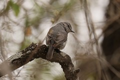 My best guess, from the conspicuous white eye ring and plain grey crown is that this is an African dusky flycatcher