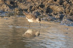 The wood sandpiper is a common Palearctic migrant from September to April